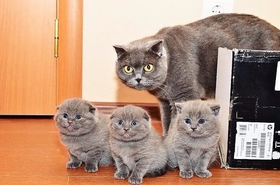 — НУ! И где зарплата 